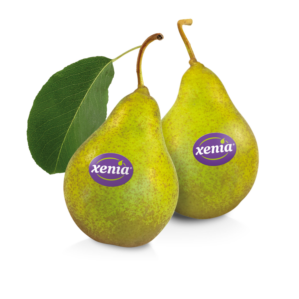 Xenia®